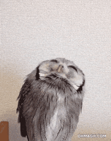 Owl Feather GIF