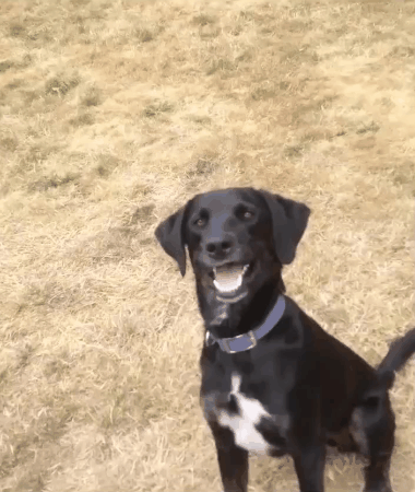Video gif. Manual zoom on a black dog sitting nicely but awkwardly, looking at us with a goofy smile, blinking.