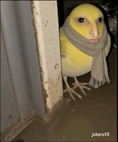 Bird GIF