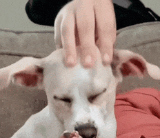 Relaxed Dog GIF by WoofWell