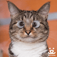 Confused Joke GIF by Best Friends Animal Society Confused Joke GIF by Best Friends Animal Society