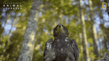 National Geographic River GIF by Nat Geo Wild