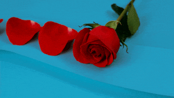 stop motion love GIF by Phyllis Ma