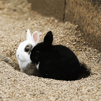 japan bunnies GIF