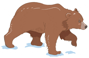 Brown Bear Illustration GIF by Alaska Seafood
