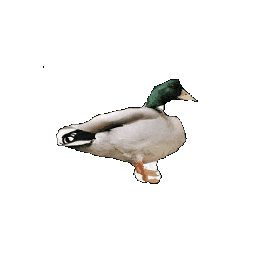 Animated Sticker