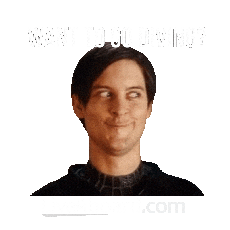Dive Diving Sticker by Joaquin Ferrando