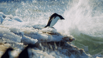 Disney Penguins GIF by Disneynature