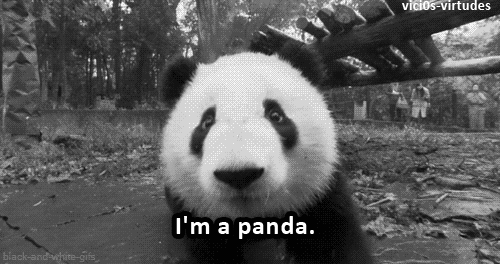 Cute Panda Gifs Get The Best Gif On Giphy
