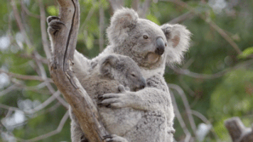 koala GIF