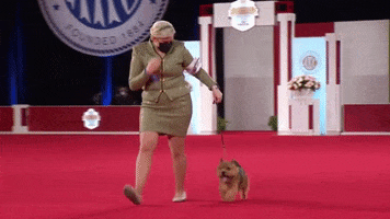 Happy Here We Go GIF by American Kennel Club
