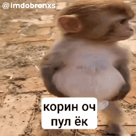 Monkey GIF