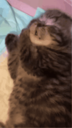 Kitty Eep GIF