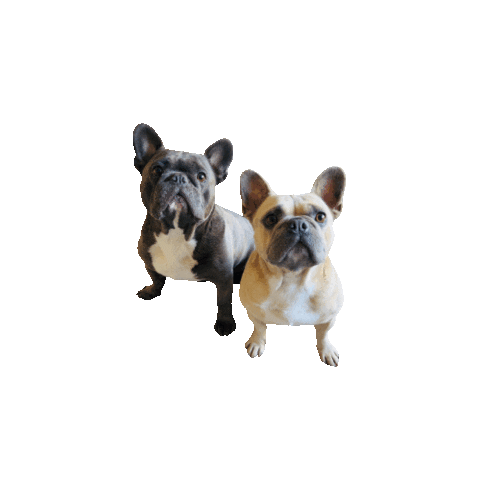 Keesencoco Fransebulldog Frenchies Frenchbulldog Kees Coco Sticker by la sobremesa