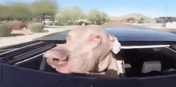 Video gif. Gray dog sticks his head out of a car sunroof as the car drives fast down a road. The dog’s lips fly open like a parachute, showing all his teeth.