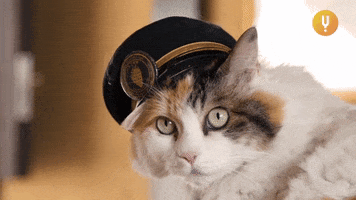 Dress Up Cat In Hat GIF by Curiosity Stream