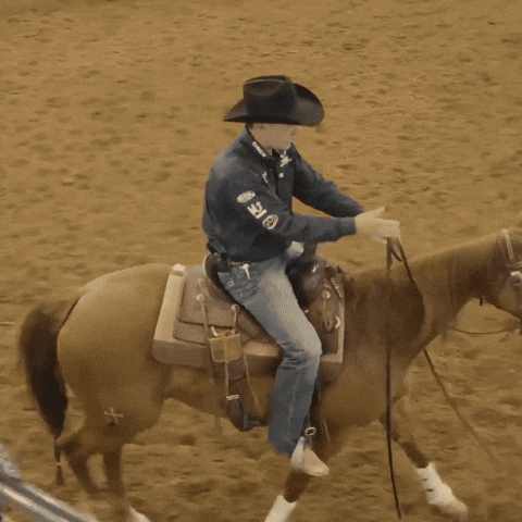 GIF by Horse&Rider Magazine