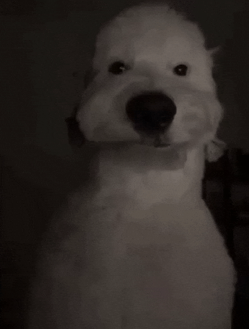 Doug GIF