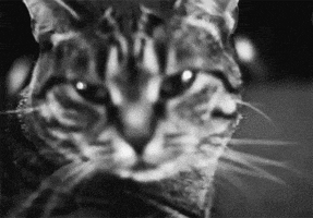 black and white meow GIF by hoppip