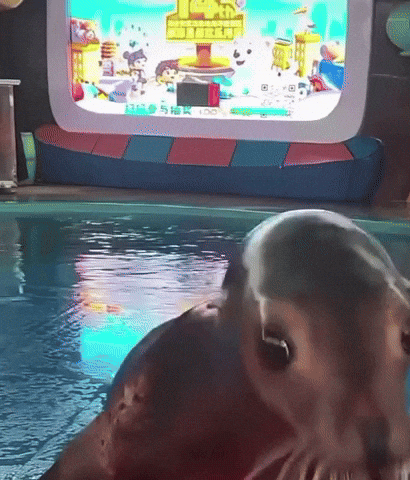 Sea Lion Seal GIF