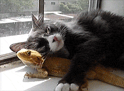 Cat Fun GIF - Find & Share on GIPHY