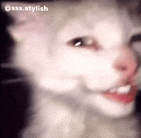 White Cat GIF