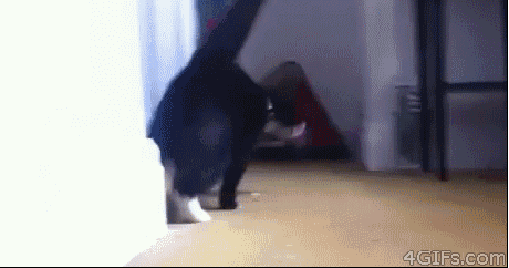 Whats Up Cat GIF - Find & Share on GIPHY
