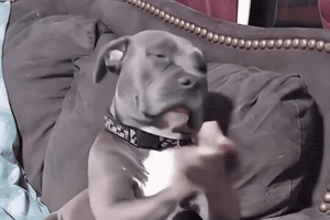 If You Grab Me I Am Gonna Bite You GIF