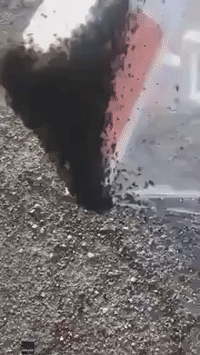 Hundreds of Spiders Cover Road Side in a Real-Life Nightmare
