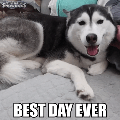 Happy Best Day Ever GIF by Gone to the Snow Dogs