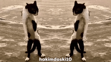 Dance Party Cat GIF