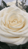 200.gif?cid=fc005b0865b016072ddad7ec628461bc97780e9458bb46e5&rid=200.gif&ct=g