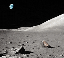Dog GIF