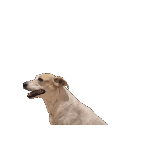 Sant Cugat Sticker by Museu Del Comic