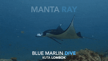 Manta Ray Manta GIF by BMKL