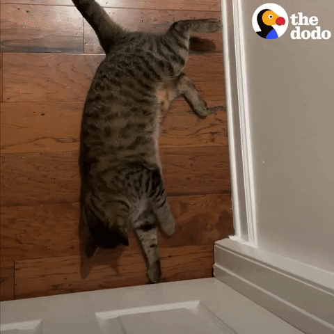 Cats Meowing GIF by The Dodo