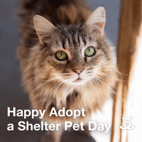 Happy Adopt a Shelter Pet Day