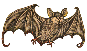 Tšungel Sticker