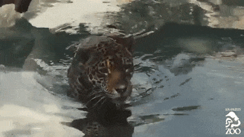 big cat GIF by Los Angeles Zoo and Botanical Gardens