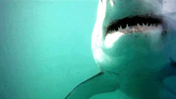 discovery channel teeth GIF by Discovery Europe