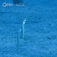 World Oceans Day Gifs Get The Best Gif On Giphy World Oceans Day Gifs Get The Best Gif On Giphy