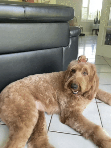 GIF by PSID Group