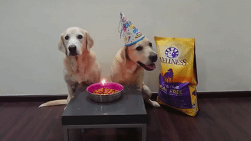 Dog Food Birthday GIF