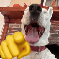 puppy pointing meme