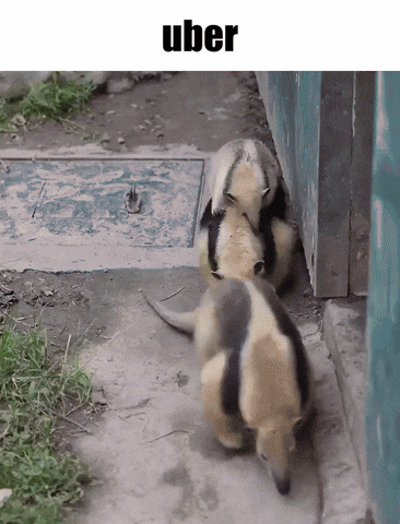 Hop On Anteater GIF