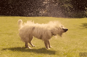 Shaking Wet Dog GIF