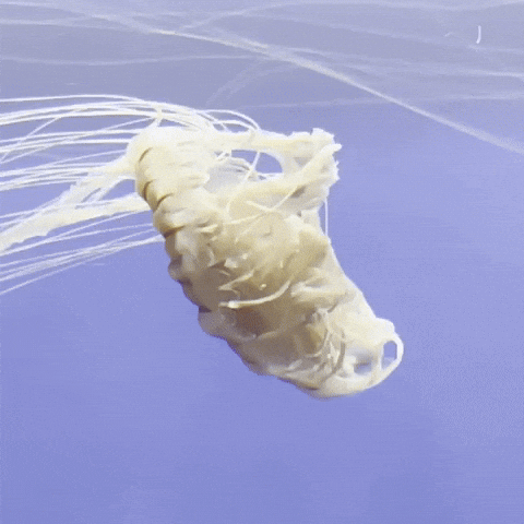 Fish GIF