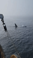 Orca Swims Alongside Fishing Boat