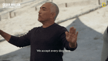 Cesar Millan GIF by National Geographic Channel