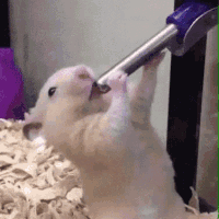 thirsty hamster GIF